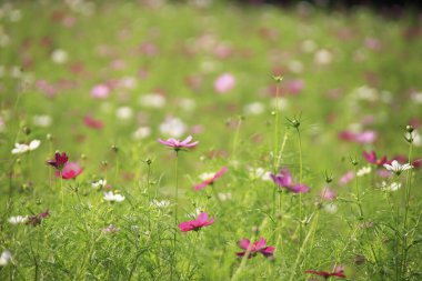 Bahçedeki güzel kozmos çiçekleri
