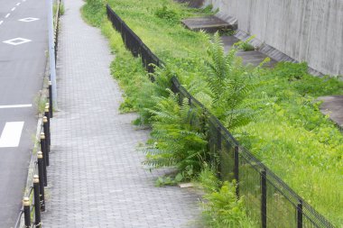 Yazın Japonya 'da yoldaki yeşil bitkiler