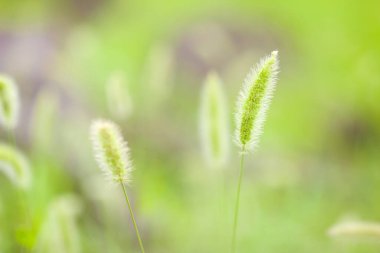 Doğadaki çimenler bulanık