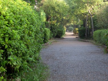 Ağaçları, çalıları ve otları olan bir bahçe yolu. yüksek kaliteli fotoğraf