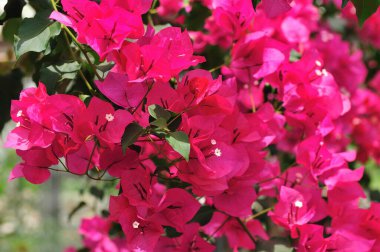 Bahçedeki pembe begonviller.