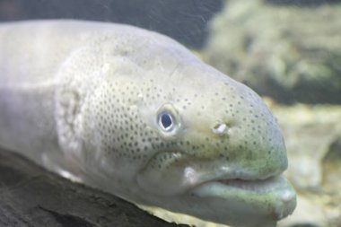 Yüzen beyaz bir deniz balığına yakın çekim