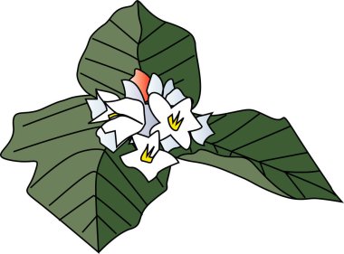 Güzel çiçeklerin, çiçek arkaplanlarının çizimi