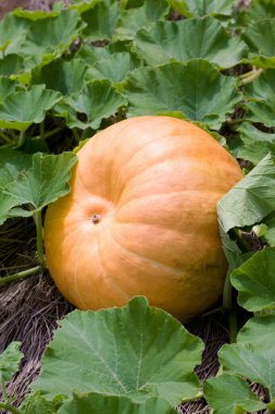 Olgun balkabağı yeşil alanda.