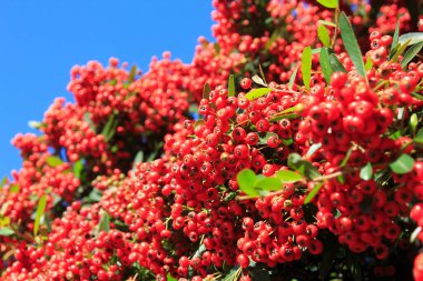 Bahçedeki ağaçta kırmızı meyveler