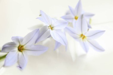 Açık renkli güzel bahar çiçekleri.