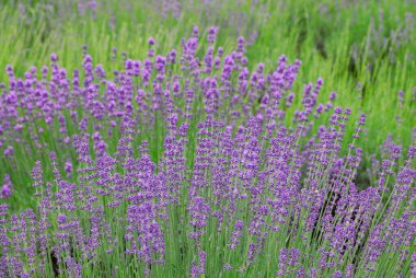 Yazın lavanta tarlası.