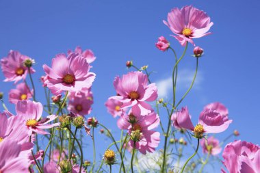 Güzel pembe kozmos çiçekleri mavi gökyüzünde çiçek açıyor.