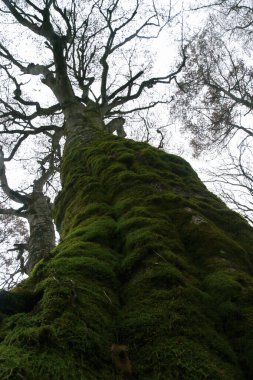 Ağaç gövdesi, bitki örtüsü ve doğa