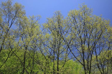 Ormanda güzel yeşil ağaçlar