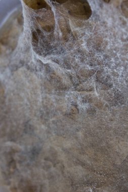 Bir kaya yüzeyindeki örümcek ağına yakın çekim