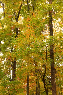 Doğada ağaçlar olan sonbahar parkı