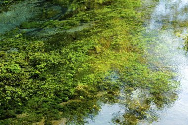 Ormandaki göletteki suyun yakın görüntüsü.