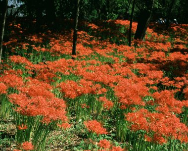 Bahçede güzel kırmızı ve turuncu çiçekler