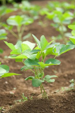 Seradaki toprakta büyüyen yeşil filizler, yakın plan. Metin için boşluk