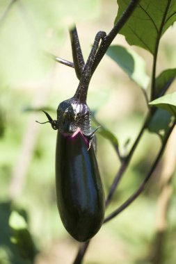 Organik sebze bahçesinde yetişen olgun patlıcanların yakın çekimi.     