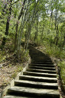 Güzel yeşil ormanda alçak açılı taş merdiven manzarası 