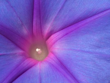 Bahçedeki güzel çiçekler