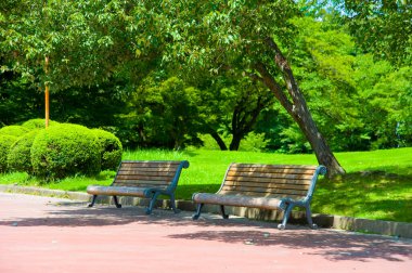 boş ahşap banklar parkta