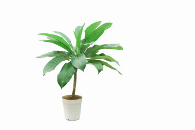 Yeşil yapraklı saksı bitkisi ve beyaz arka planda dallar