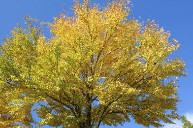 Gökyüzünde sarı meşe yaprakları olan sonbahar manzarası.