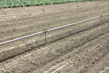 Bir seradaki sulama sistemi