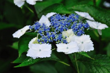 Güzel çiçekler, yakın görüş, bitki konsepti.