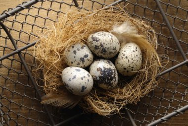 Arka planda bıldırcın yumurtaları, yakın plan.