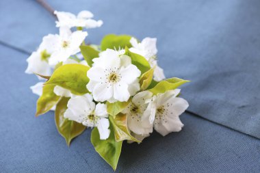 Çiçek açan ağaç dalı kapat