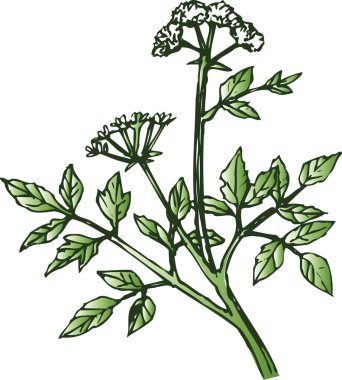 beyaz zemin üzerinde bir bitki çizimi