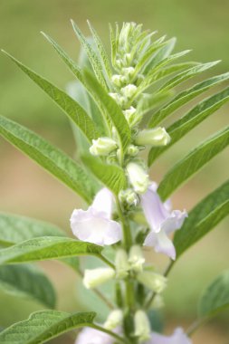 Güzel çiçek manzarası, doğa konsepti.