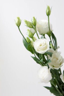 Beyaz arka planda güzel beyaz güller..