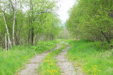 Yaz otlağında yeşil ağaçlar, gündüz manzarası 