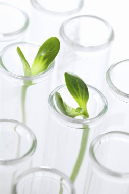 Beyaz arka planda taze yeşil bitki bulunan cam test tüpleri