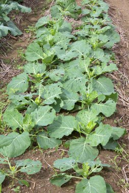 Bahçede yeşil lahana bitkileri