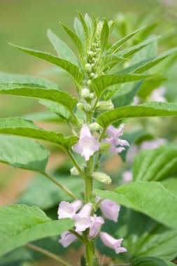 Bahçedeki bir bitkinin beyaz çiçekleri