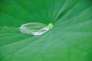 Güzel yeşil yaprak görünümünü kapat