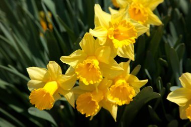 Bahçedeki nergisler