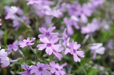 Bahçedeki güzel çiçekler