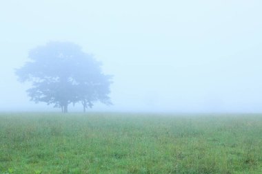 Ormanda sisli bir sabah.