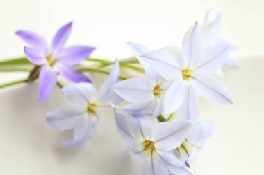 Açık renkli güzel bahar çiçekleri.