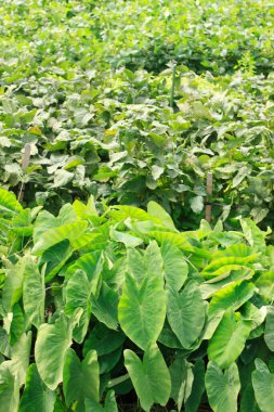 Gündüzleri çiftlikte yeşil bitkiler 