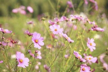 Bahçedeki güzel pembe kozmos çiçekleri