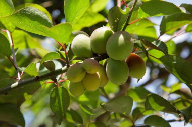 Bahçedeki dalda yaprakları olan yeşil erik meyveleri.