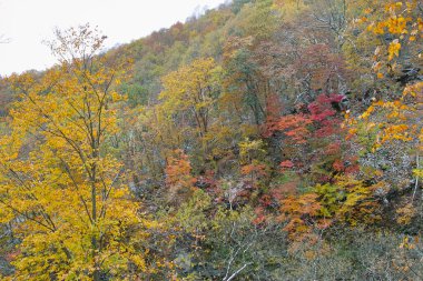 Dağ ormanlarında güzel renkli sonbahar ağaçları