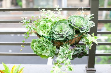 Balkondaki saksılarda taze yeşil bitkiler 