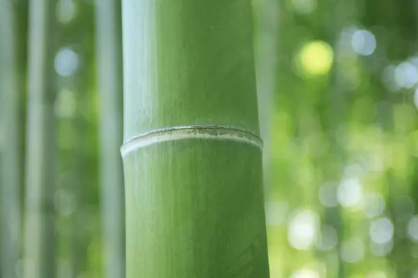 竹子背景 靠近绿叶 — 图库照片