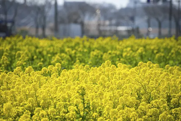 Hermosas Flores Mostaza Amarillas Sobre Fondo Natural —  Fotos de Stock