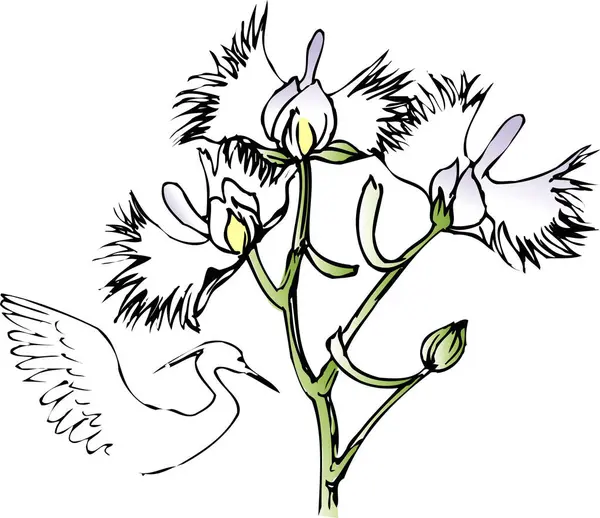 Ručně Kreslené Květiny Izolovaných Bílém Pozadí — Stock fotografie