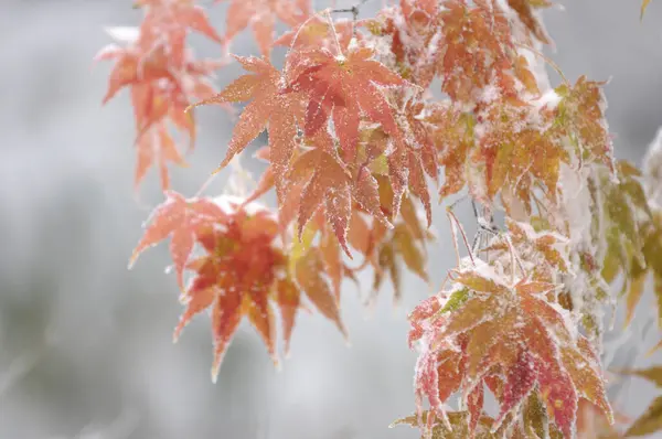 Φθινοπωρινό Σφενδάμι Φύλλα Καλυμμένα Πάγο — Φωτογραφία Αρχείου